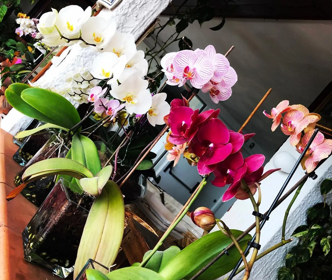 Villa Greta Hotel Rooms & Suites 陶尔米纳